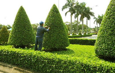 Chăm sóc cây cảnh